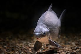 Image result for Ictiobus bubalus