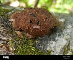 Attēlu rezultāti vaicājumam “Fuligo leviderma”