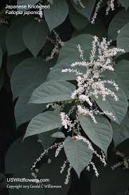 Attēlu rezultāti vaicājumam “Reynoutria japonica flower”