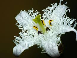 Attēlu rezultāti vaicājumam “Menyanthes trifoliata fruit”