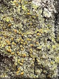 Attēlu rezultāti vaicājumam “Fuligo licentii”