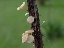 Attēlu rezultāti vaicājumam “Hymenoscyphus sp.”