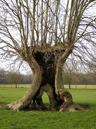 Attēlu rezultāti vaicājumam “Fraxinus excelsior”