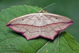 Attēlu rezultāti vaicājumam “Timandra comae”