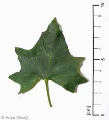Attēlu rezultāti vaicājumam “Bryonia alba leaf”