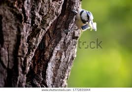 Attēlu rezultāti vaicājumam “Cyanistes caeruleus adult”