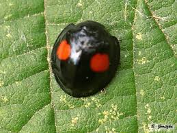 Attēlu rezultāti vaicājumam “Chilocorus renipustulatus”