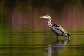 Attēlu rezultāti vaicājumam “Ardea cinerea”