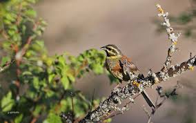 Image result for Emberiza cirlus