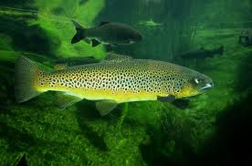 Image result for Salmo trutta trutta