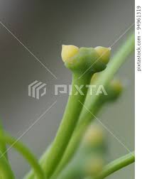 Attēlu rezultāti vaicājumam “Ginkgo biloba female flower”