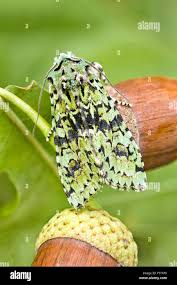 Attēlu rezultāti vaicājumam “Griposia aprilina”