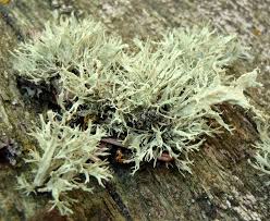 Attēlu rezultāti vaicājumam “Ramalina farinacea”