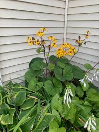 Attēlu rezultāti vaicājumam “Lignydium muscorum young”