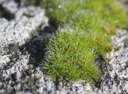 Attēlu rezultāti vaicājumam “Aulacomnium”