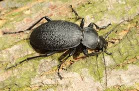 Attēlu rezultāti vaicājumam “Carabus coriaceus”