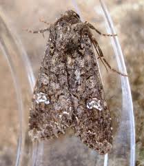 Attēlu rezultāti vaicājumam “Mamestra brassicae”