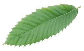 Attēlu rezultāti vaicājumam “Castanea sativa  leaf”