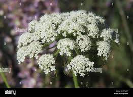 Attēlu rezultāti vaicājumam “Daucus sativus flower”
