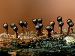 Attēlu rezultāti vaicājumam “Trichia botrytis young”