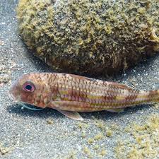 Image result for Mullus surmuletus