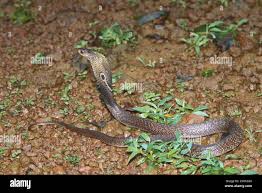 Attēlu rezultāti vaicājumam “Serpentes”