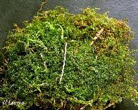 Attēlu rezultāti vaicājumam “Campylium chrysophyllum”