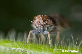 Attēlu rezultāti vaicājumam “Cixius sp.”