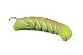 Attēlu rezultāti vaicājumam “Sphinx ligustri larva”