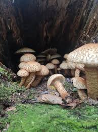 Attēlu rezultāti vaicājumam “Pholiota squarrosoides”