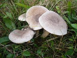 Attēlu rezultāti vaicājumam “Lepista sp.”