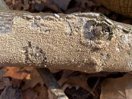 Attēlu rezultāti vaicājumam “Irpex lacteus”