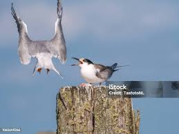 Attēlu rezultāti vaicājumam “Sterna hirundo adult”