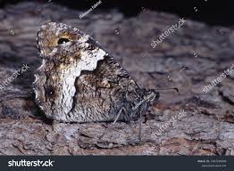 Attēlu rezultāti vaicājumam “Hipparchia semele underside”