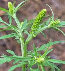 Attēlu rezultāti vaicājumam “Ambrosia artemisiifolia bud”