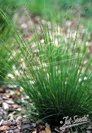 Attēlu rezultāti vaicājumam “Nardus stricta fruit”