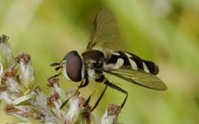 Attēlu rezultāti vaicājumam “Didea alneti”