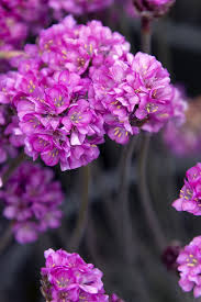 Attēlu rezultāti vaicājumam “Armeria vulgaris leaf”