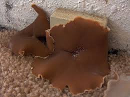 Attēlu rezultāti vaicājumam “Peziza ammophila”