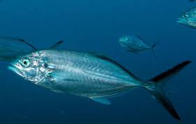 Image result for Caranx crysos