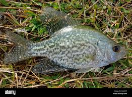 Image result for Pomoxis nigromaculatus
