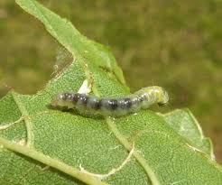 Attēlu rezultāti vaicājumam “Gracillaria syringella larva”