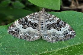 Attēlu rezultāti vaicājumam “Epirrhoe alternata”