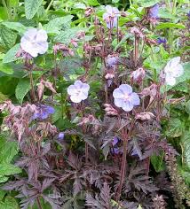 Image result for Geranium `Purple Haze`