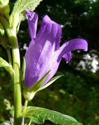 Attēlu rezultāti vaicājumam “Campanula latifolia fruit”