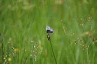 Attēlu rezultāti vaicājumam “Maculinea alcon eggs”