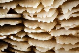 Attēlu rezultāti vaicājumam “Lentinellus ursinus”