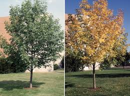 Attēlu rezultāti vaicājumam “Fraxinus pennsylvanica male flower”