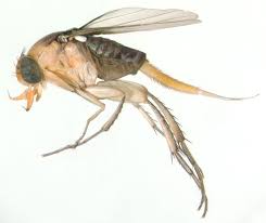 Attēlu rezultāti vaicājumam “Phoridae”