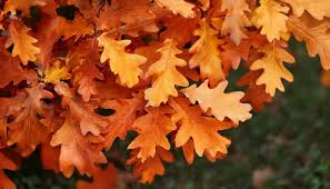 Attēlu rezultāti vaicājumam “Quercus rubra leaf”